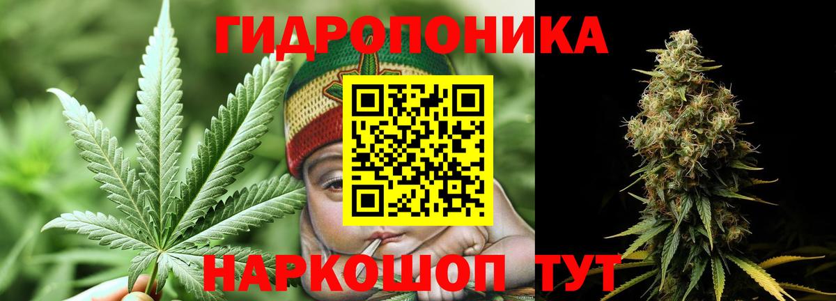 Бошки Шишки MAZAR  Александров  МАРИХУАНА сатива  Конопля план  МАРИХУАНА Amnesia 